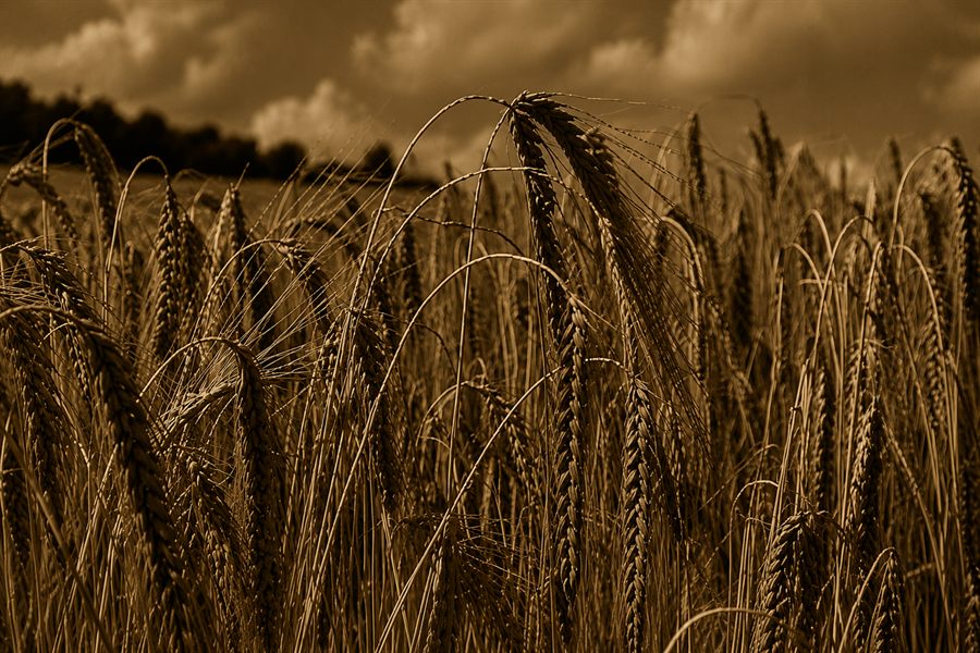 Campo de cevada em tons dourados
